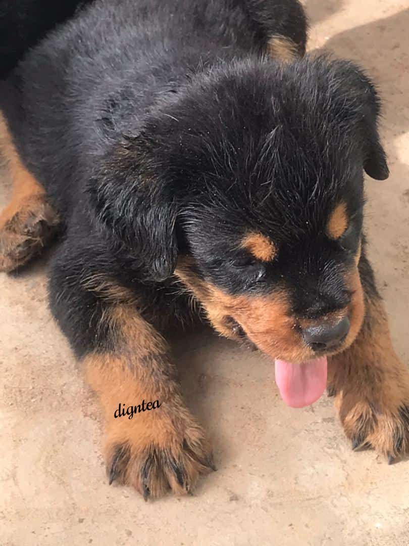 digntea's tweet image. Available for a new home. Son of the Big Boy.

#WhoBeAnimal , #SurulereUnderSiege , #Adeherself , Oyo state, Kwara