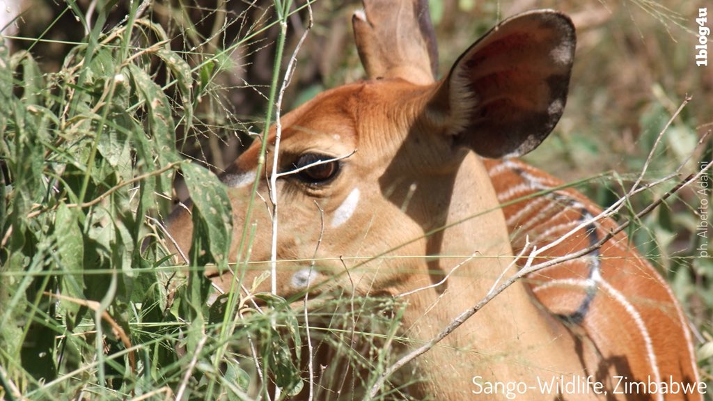 katalby's tweet photo. 💚SANGO Wildlife Lodge: pluripremiato luxury lodge nella natura selvaggia dello Zimbabwe. Intatto, meraviglioso e autentico
.
#SangoWildlifeLodge #Zimbabwe #nyala #antelope #nonhunter #safari
.
#AlbertoAdami #photography
.
#1blog4u #GabriellaRuggieri ➡️https://t.co/1KauelGaiF https://t.co/5HQaaBc6YU