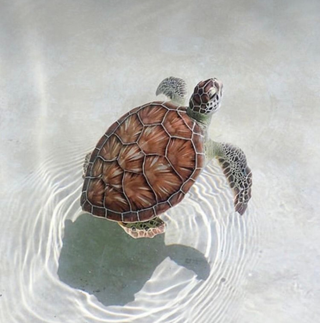 Rubyblueco's tweet photo. I find turtles to be so adorable &amp; often use turtle charms in my designs. Did you know that more than half of all turtle species are endangered?! Let’s do our part. 10% of my sales on turtle jewellery is donated to #turtleconservancy 🐢 https://t.co/tM3O8T4ZVb