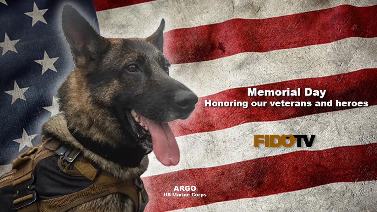 FidoTVChannel's tweet photo. We remember. #MemorialDayWeekend #militarycanines #militarydogs #dogs #dogsoftwitter https://t.co/gKfTfRTU8b