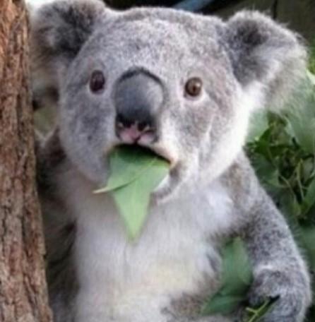 코알라주니도 귀여워요ㅠvㅠ)ㅋㅋㅋㅋㅋㅋㅋㅋㅋ