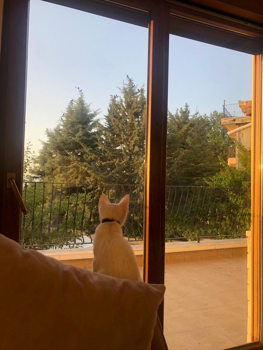 bebe06_'s tweet photo. bakalım sky ne yapıyormuş / khaleesiyle oynuyormuş https://t.co/FMZ9N9KKBg