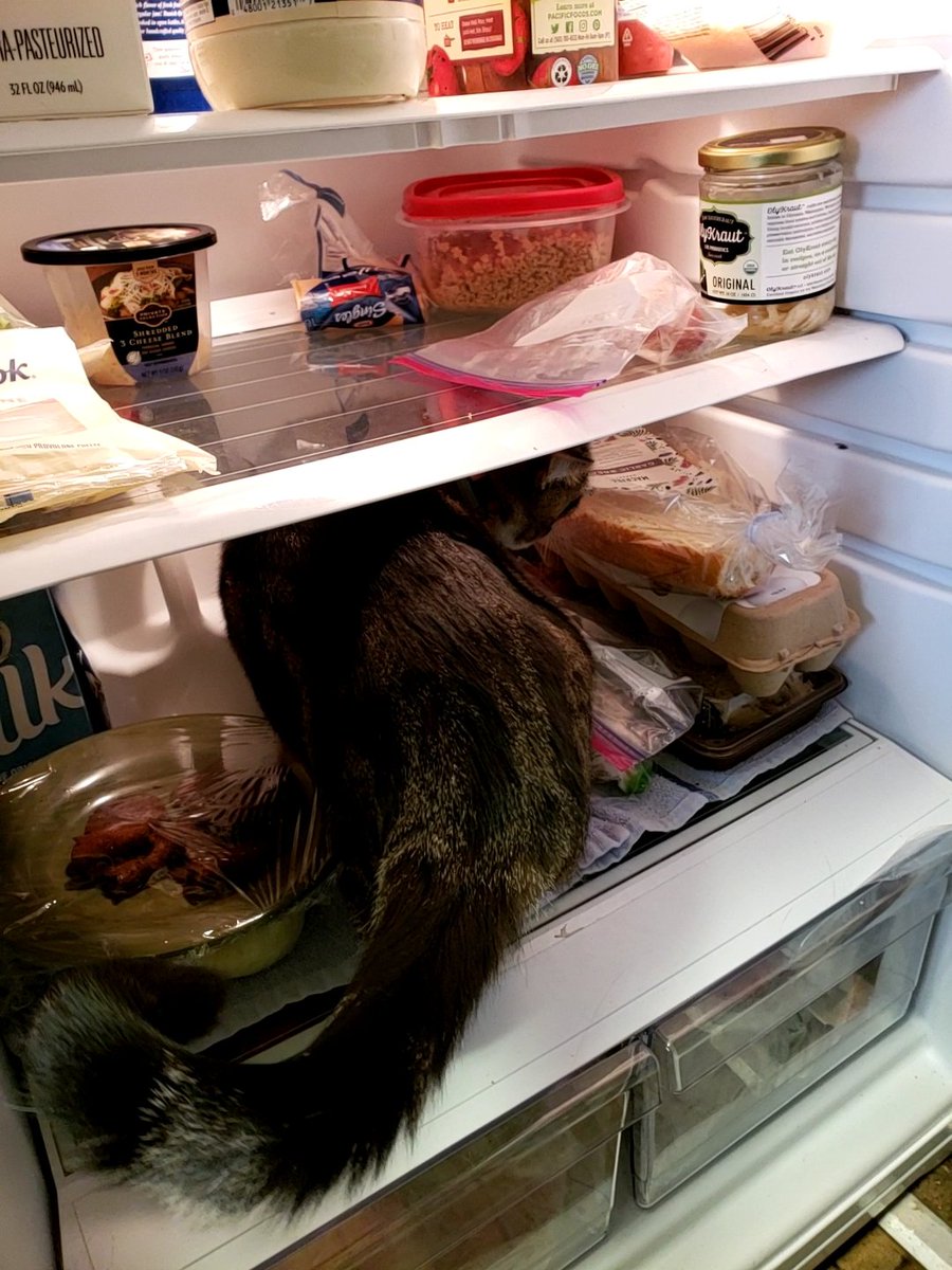 Catmandious's tweet photo. "It's okay dad, I can make myself a snack"

#Caturday
#CatDad
#猫のいる生活
#CatLife
#CatsOnTwitter https://t.co/VAeqMmWJUb