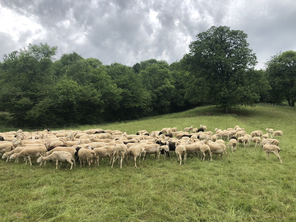 Interbev_Oc's tweet photo. #madeinviande #interbevoccitanie Retour sur une journée exceptionnelle organisée par la #Copyc sur la découverte de la filière #AgneaudesPyrénées https://t.co/KxjeLTxWgj