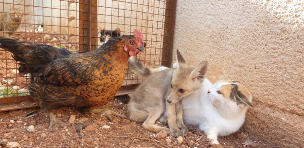 Ernesto’s Sanctuary for Syrian Cats tweet media