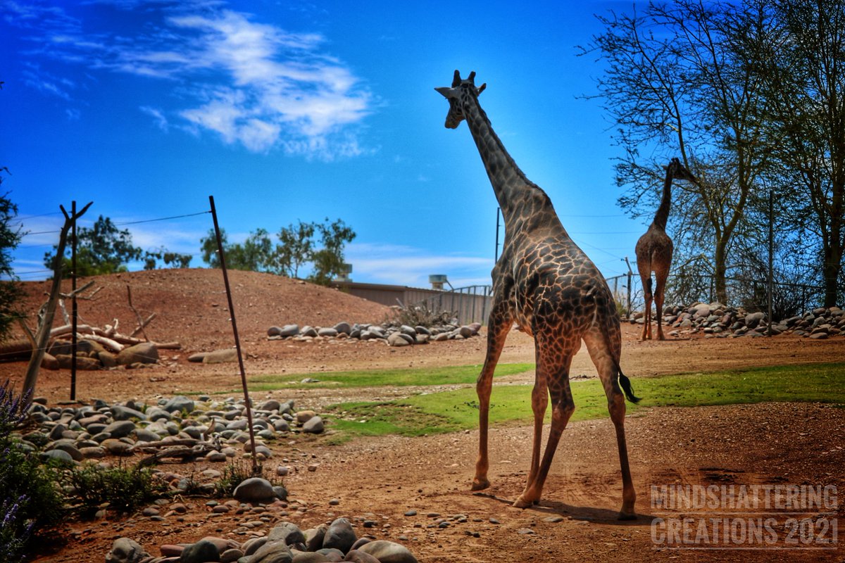 mindshattering's tweet photo. @phoenixzoo https://t.co/QiBTR2jpwe