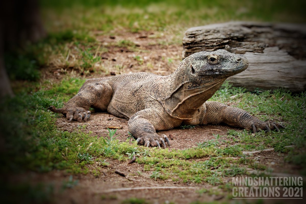 mindshattering's tweet photo. @phoenixzoo https://t.co/4l5BjS2Rna