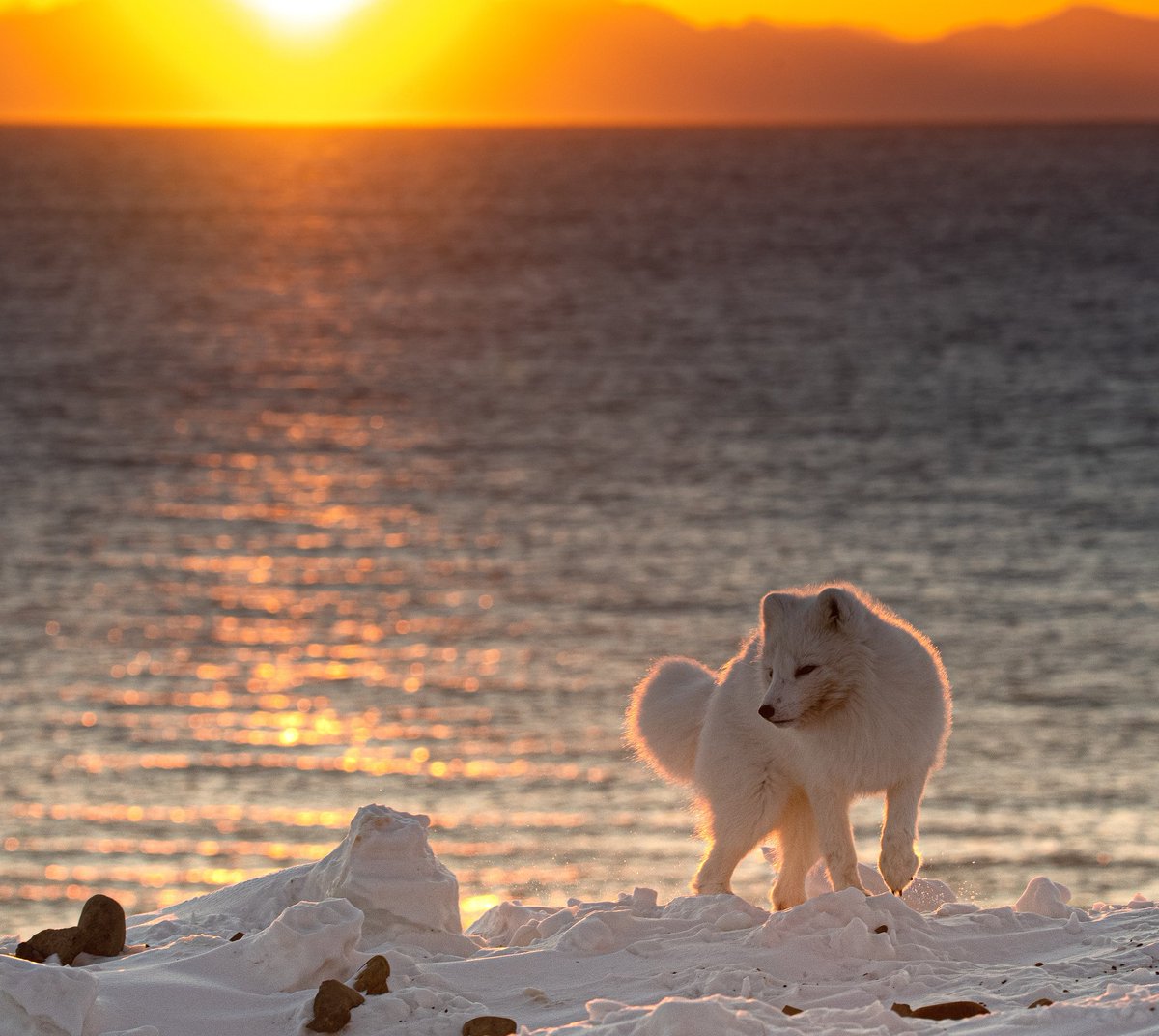 svalbardcameras's tweet photo. Arctic Fox playing under the midnight sun 
#svalbard https://t.co/gcO55UilCS