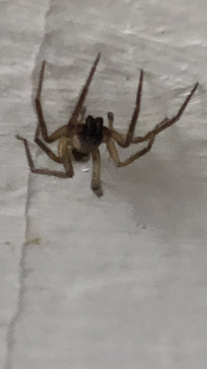 ulisesmarquez's tweet photo. @Arachno_Cosas y esta señorita? https://t.co/KjIMGTGW2G
