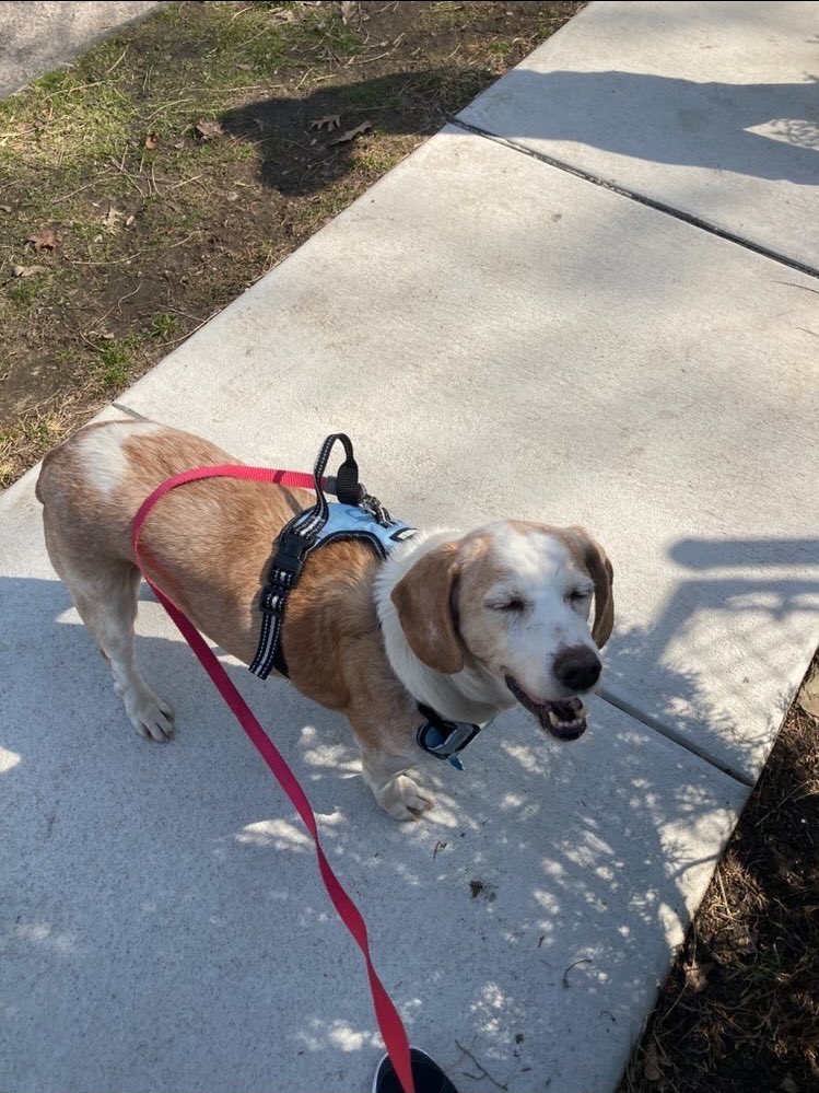 This is Cookie. Some people wear their heart on their sleeve. She wears hers on her butt. 14/10 #SeniorPupSaturday