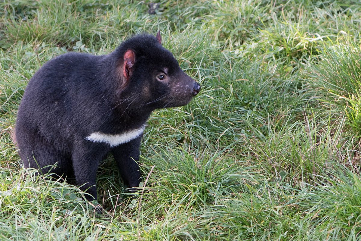 PetDecisions's tweet photo. 7 endangered Tasmanian Devils born on Australian mainland for the first time in 3,000 years. https://t.co/5kZaqDK3l5 #DevilComeback #Conservation https://t.co/mapebRDQah