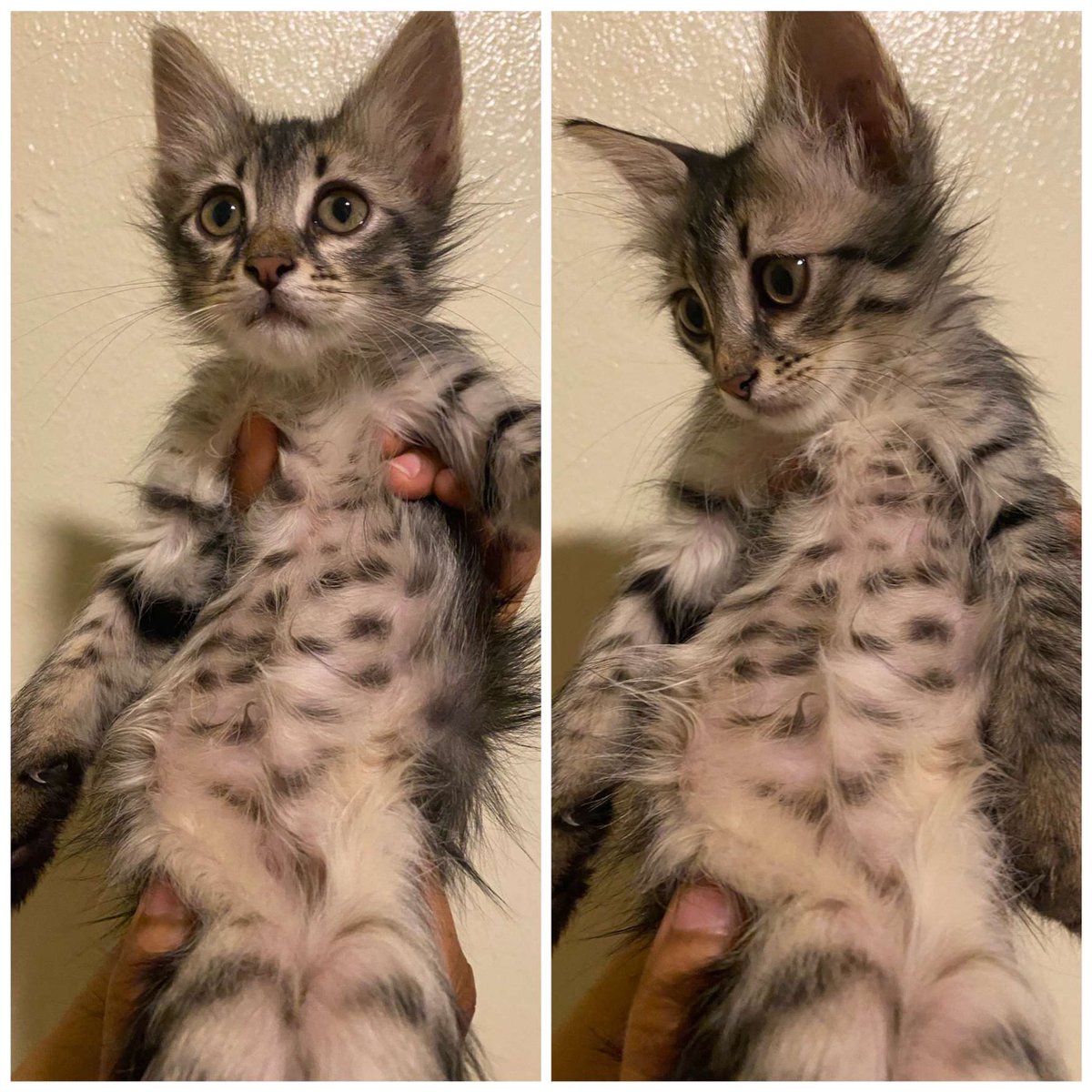cats_700's tweet photo. عرض تبني .. 
سبب عرضهم للتبني : كثرة القطط بالمنزل والمساهمه في ايجاد بيت امن لهم 🤍.
شروط التبني : تعقيم واخصاء القط اذا وصل العمر المناسب مخافة الله فيهم وعدم استغلالهم من اي ناحيه.
رقم التواصل : 0569348379
#تبنى_لاتشتري ، #قطط_الرياض https://t.co/Tmyto8CUrX