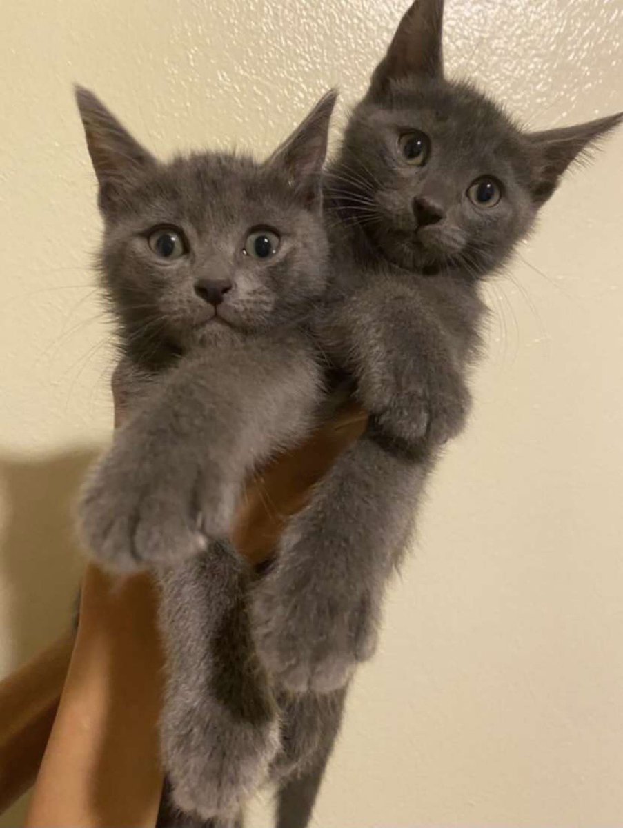 cats_700's tweet photo. عرض تبني .. 
سبب عرضهم للتبني : كثرة القطط بالمنزل والمساهمه في ايجاد بيت امن لهم 🤍.
شروط التبني : تعقيم واخصاء القط اذا وصل العمر المناسب مخافة الله فيهم وعدم استغلالهم من اي ناحيه.
رقم التواصل : 0569348379
#تبنى_لاتشتري ، #قطط_الرياض https://t.co/Tmyto8CUrX