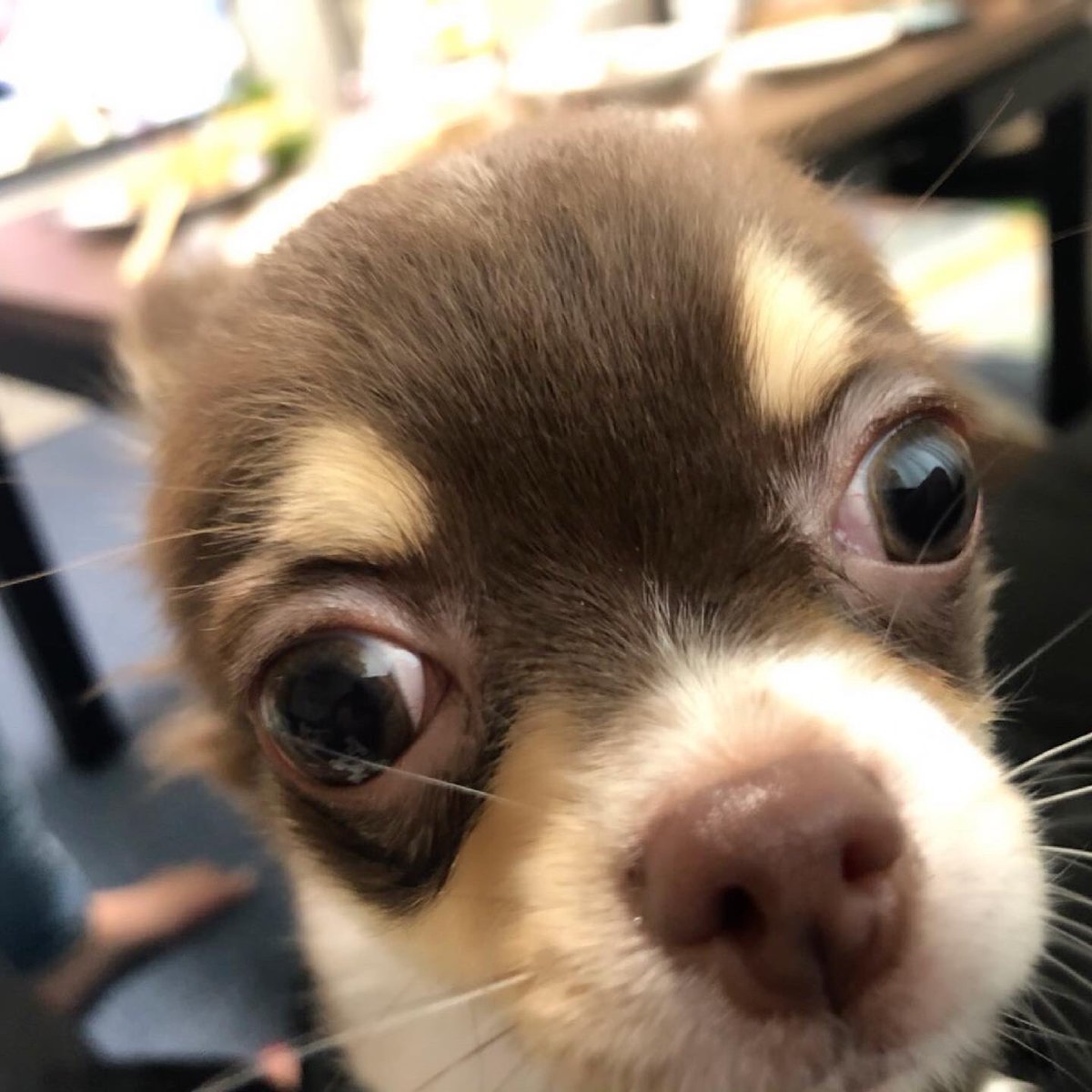 チワワ の いる 生活