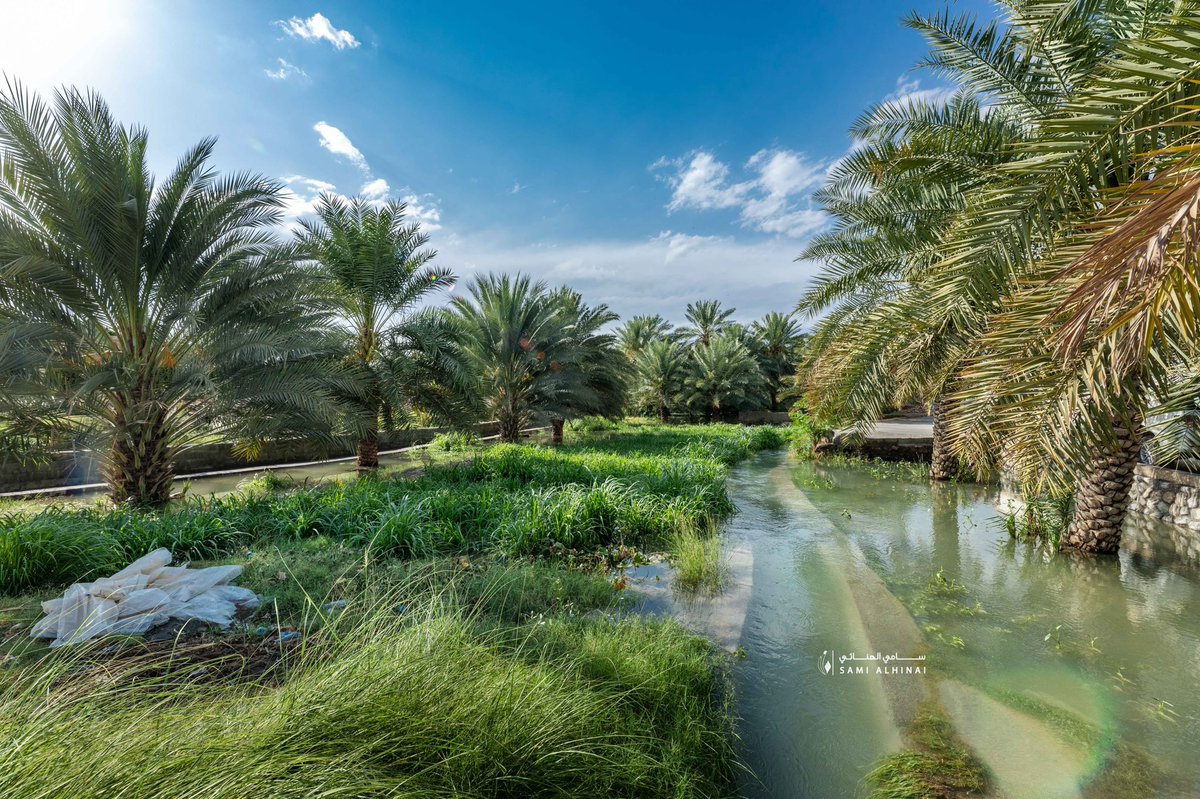 sami_alhinai's tweet photo. و بعد سنَواتٍ طِوال فَاضَ فلج الغَنتق بمياههُ العَذبة المُنعِشة ، فعَاد أزرقاً تملؤه الحياة ..

#نزوى #عمان #سلطنة_عمان #فلج_الغنتق
#Nizwa #oman https://t.co/9Zkk7gz1m2