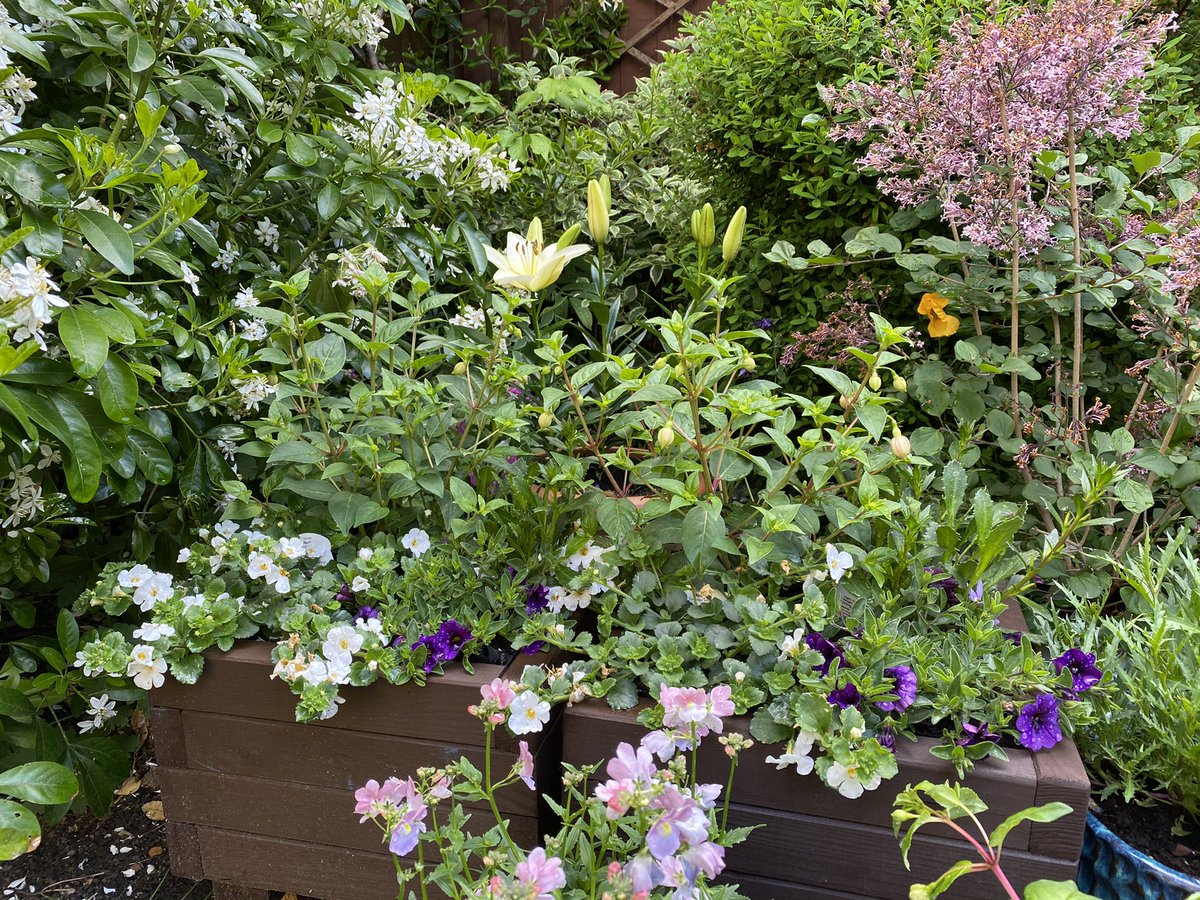 RobGeog's tweet photo. Needed a total day away from things today and spent a day clearing my head gardening #halfterm #clearthehead #gardening #muchneeeddowntime #workfreeday https://t.co/5nSfKkkQpD
