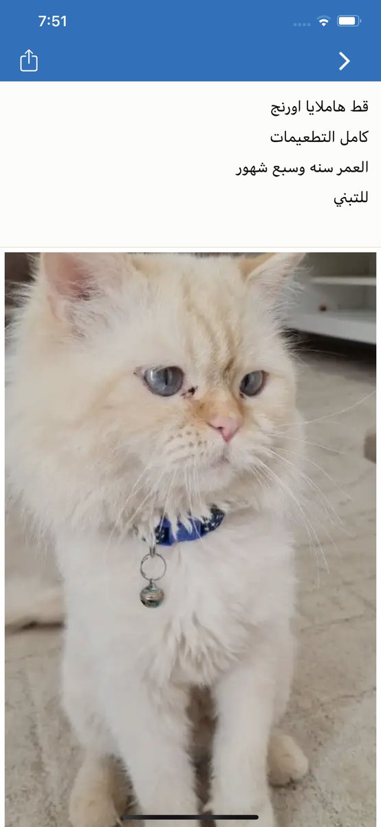 cats_700's tweet photo. عرض تبني .. 
احد الاشخاص عارض هالقط للتبني
اللي حاب يتبناه يتواصل مع صاحب القط 
رقم التواصل ؛ 0552860912
#قطط_الرياض ، #تبنى_لاتشتري #تبني https://t.co/gb2lVFNvd0