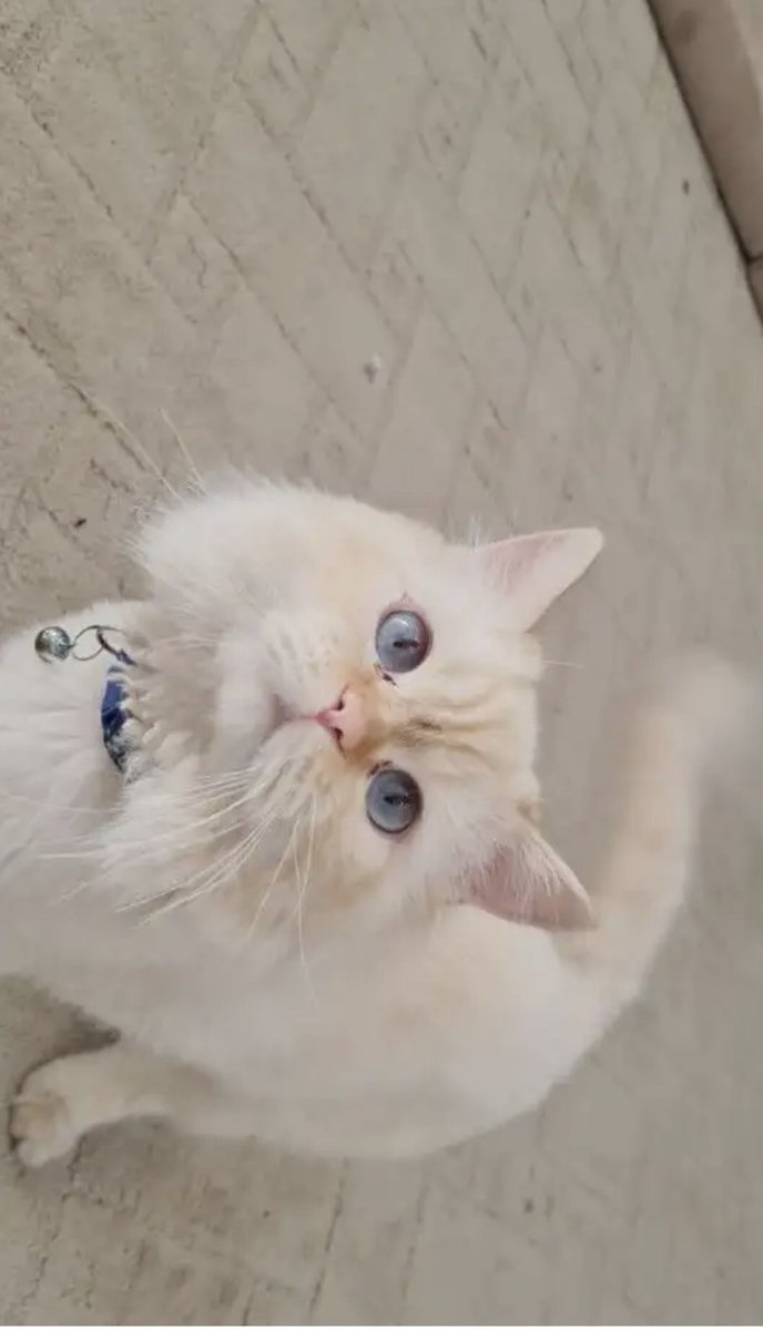 cats_700's tweet photo. عرض تبني .. 
احد الاشخاص عارض هالقط للتبني
اللي حاب يتبناه يتواصل مع صاحب القط 
رقم التواصل ؛ 0552860912
#قطط_الرياض ، #تبنى_لاتشتري #تبني https://t.co/gb2lVFNvd0