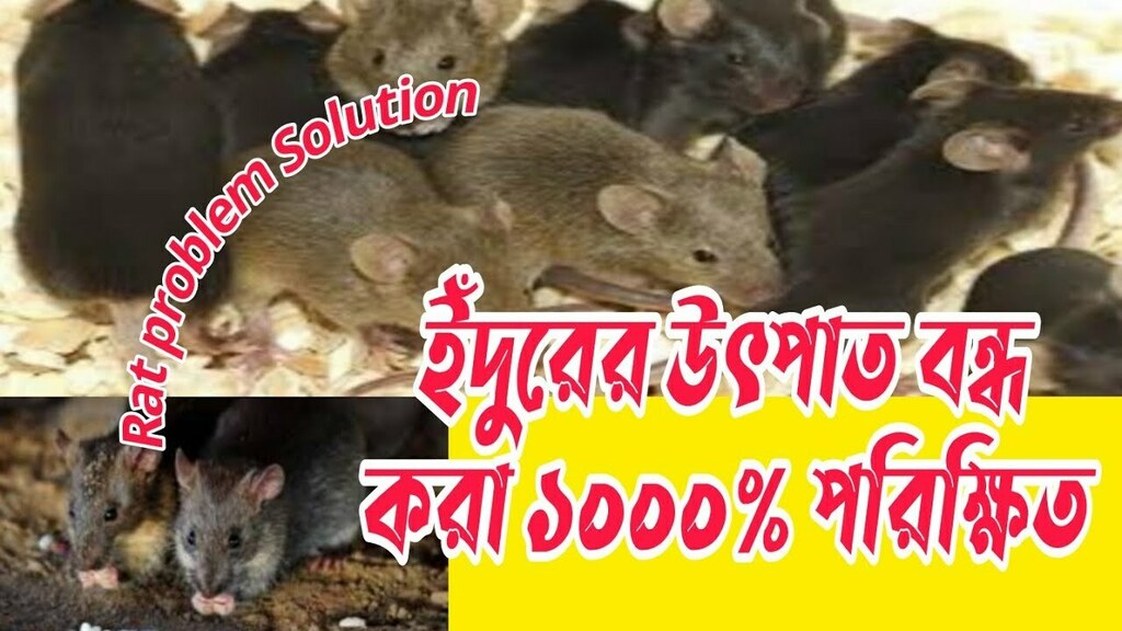 RuhaniDoctor's tweet image. #ইঁদুর #ratproblem ইঁদুরের উৎপাত বন্ধ করার উপায়|Ways to stop rat infestation|how to stop rat problem