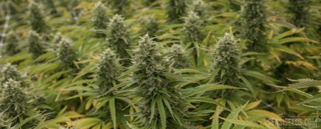 <a href="/JL_Reichmann/">Jean-Luc Reichmann</a> Pour moi aussi tout a été planté, je ne sais pas de quelle variété il s’agit mais ça pousse extrêmement bien. Si quelqu’un peut me dire merci d’avance.