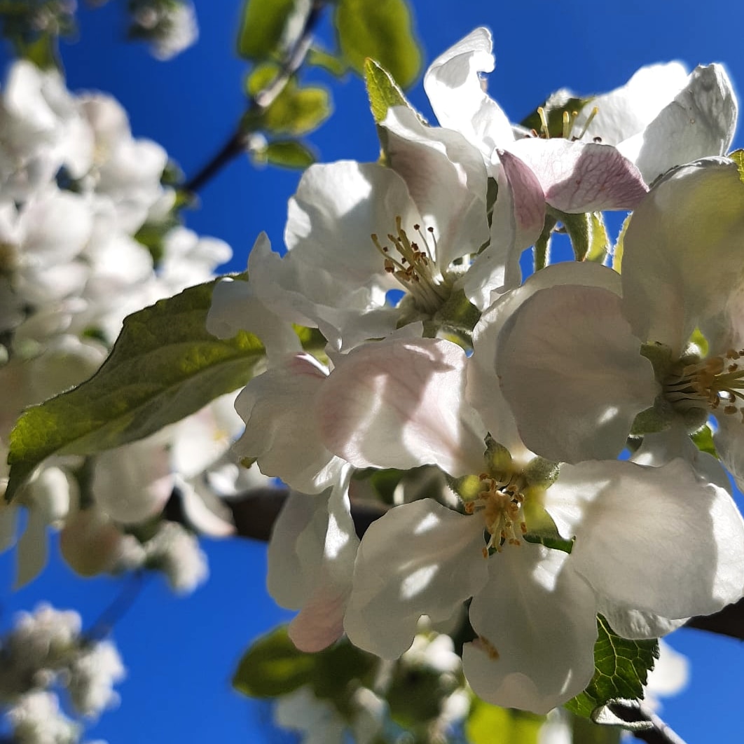 Vierumaki's tweet photo. Kevään aikana Suomen Urheiluopistosta valmistui yli sata liikunta-alan ammattilaista. Lämpimät onnittelut jokaiselle! #vierumäki #matkallahuipulle https://t.co/jMZniGinS5