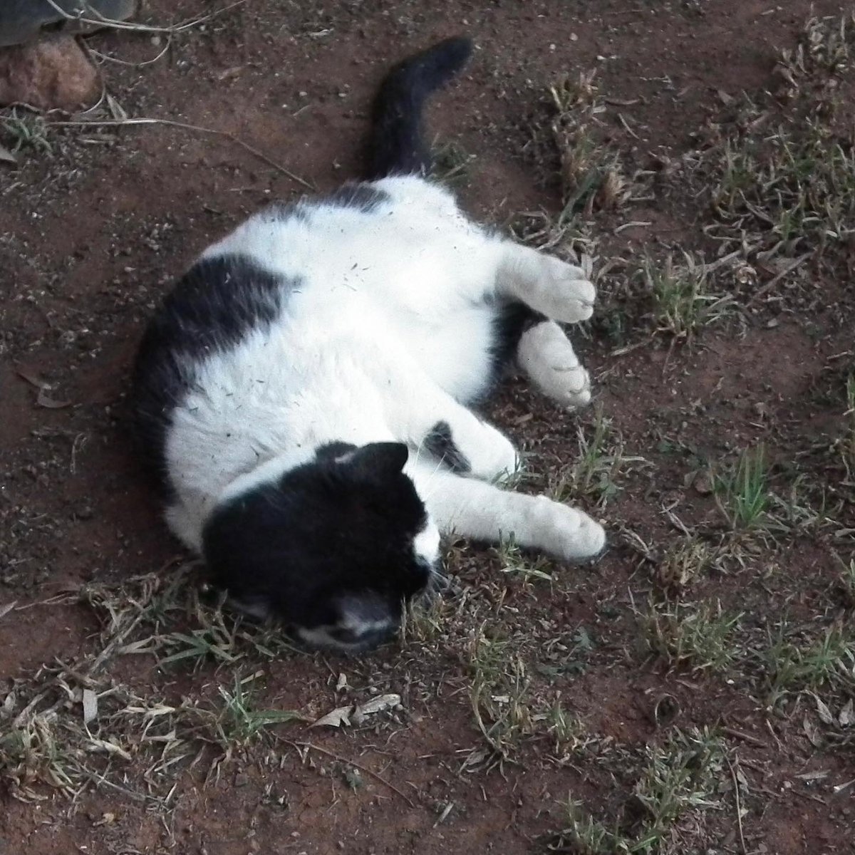 pirate_frog's tweet photo. Big brother Charity loves to roll in the dirt, but really hates being photographed doing it! 😾

#CatsOfTwitter #rescuecats #gardencat #backyardcats
#outdoorcat #catlife #catfamily https://t.co/Ls9WJgBeYA