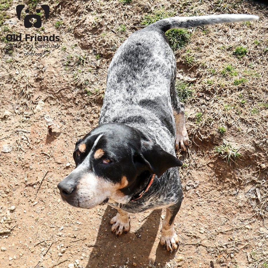 What could be better than a Blue Tick Coon Hound watching your every move? Nothing really! Bosley was kind enough to pause for a photo op before he continued on his journey of patrolling the yard. He is such a gentle giant!💗 #OFSDS #OFSDSBosley #SeniorDogs