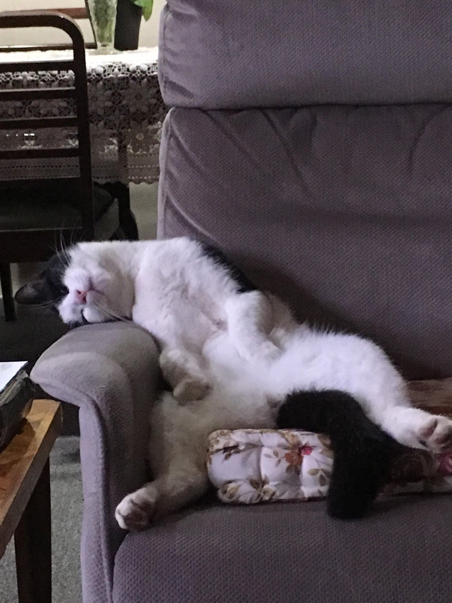 RAK_thePlanet's tweet photo. I ate too much, it was glorious. #Caturday #Cats #FunnyCats https://t.co/6goNAlbisL