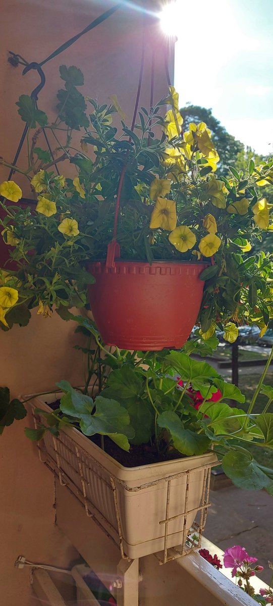 VesnaBjelica's tweet photo. Nemojte misliti da nisam overila terasu #omiljeno #zuto ☝🏻🌞 https://t.co/WdjTFlcBDg