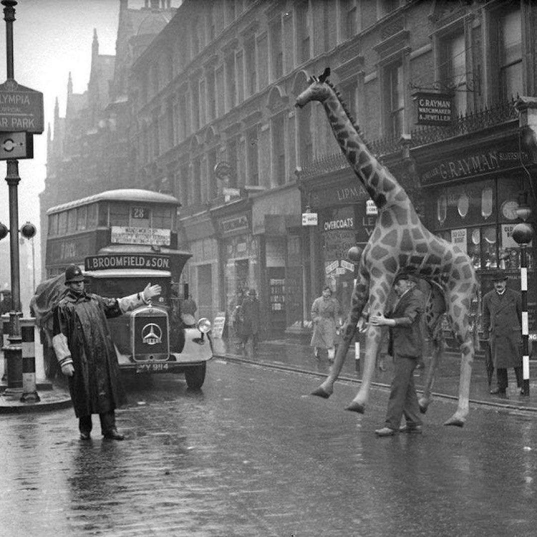 A man carrying a rubber giraffe for the British Industries Fair, 1935
(Photo: Fox Pictures/Getty)