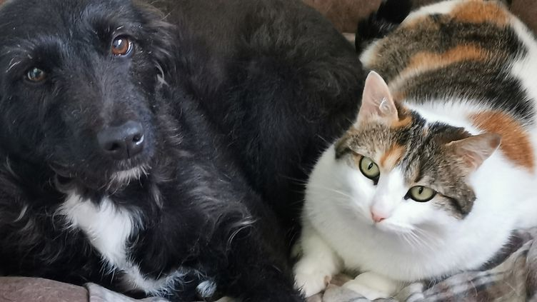 KraynJV's tweet photo. Si vous avez un minimum de considération pour les animaux, arrêtez d'acheter vos animaux de compagnie en animalerie/élevage svp. Vous n'avez pas besoin d'un modèle particulier, les refuges/associations pourront vous aider à trouver un compagnon adapté à votre vie🙏 #AdoptDontShop https://t.co/i3L3oeReuS