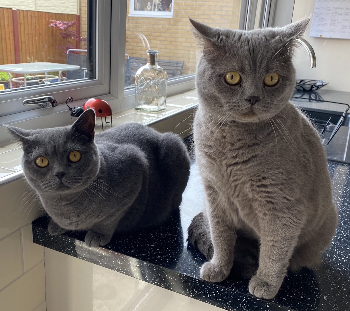 It’s our 2nd Birthday! #birthdaycats #britishshorthair #CatsOfTwitter