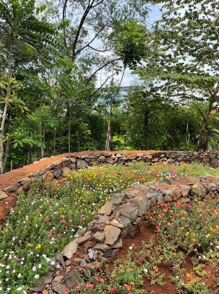 AryanPaper's tweet photo. We have grown a small dense forest at Aryan Paper Mills using the Miyawaki methods. Fruit bearing trees now attract birds and squirrels. Its truly an oasis of calm and tranquility in an industrial environment. https://t.co/sQtY7LIY6Z