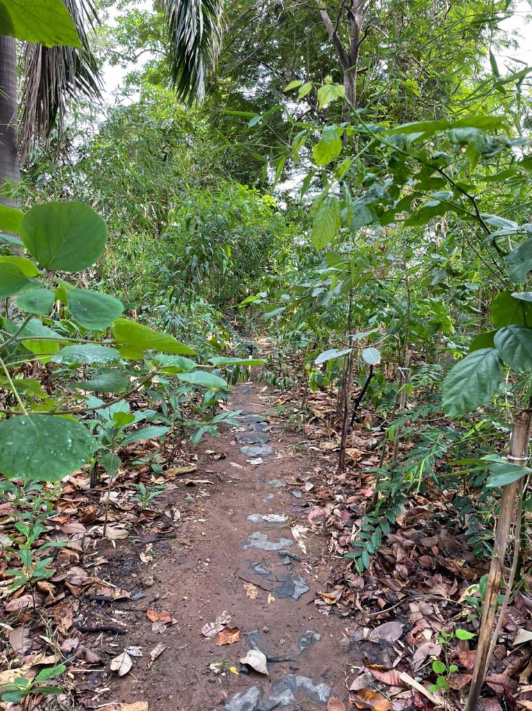 AryanPaper's tweet photo. We have grown a small dense forest at Aryan Paper Mills using the Miyawaki methods. Fruit bearing trees now attract birds and squirrels. Its truly an oasis of calm and tranquility in an industrial environment. https://t.co/sQtY7LIY6Z