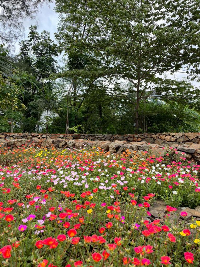 AryanPaper's tweet photo. We have grown a small dense forest at Aryan Paper Mills using the Miyawaki methods. Fruit bearing trees now attract birds and squirrels. Its truly an oasis of calm and tranquility in an industrial environment. https://t.co/sQtY7LIY6Z