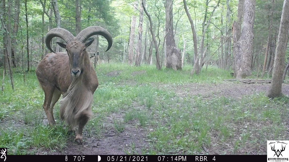 Record_Ranch's tweet photo. 🇺🇸 Hope you all are having a great Memorial weekend! Thank you to all who have and are serving. Here are a few trail cam pics to check out!
#RBRHunting #hunting #whitetails #giantwhitetails #monsterwhitetails #antlergrowth #huntingwhitetails #trophyhunting #aoudadhunting https://t.co/oc3Qq9frq9