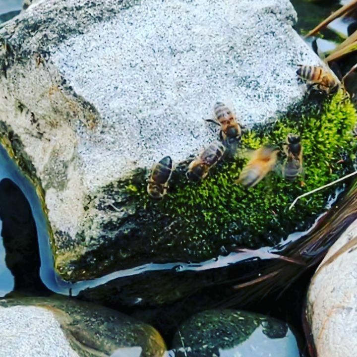 AbiWynne79's tweet photo. #mesmerising watching these beautiful #bees enjoying a nice cool drink from the garden pond on a hot sunny #bankholidayweekend 

#beesofinstagram #bee #buzzybee #beephotography #pollinators #honeybee #beedrinking #abibrown #picfaircommunity #picfair #pic… https://t.co/7IpYTwwICO https://t.co/xaraqT3JlP