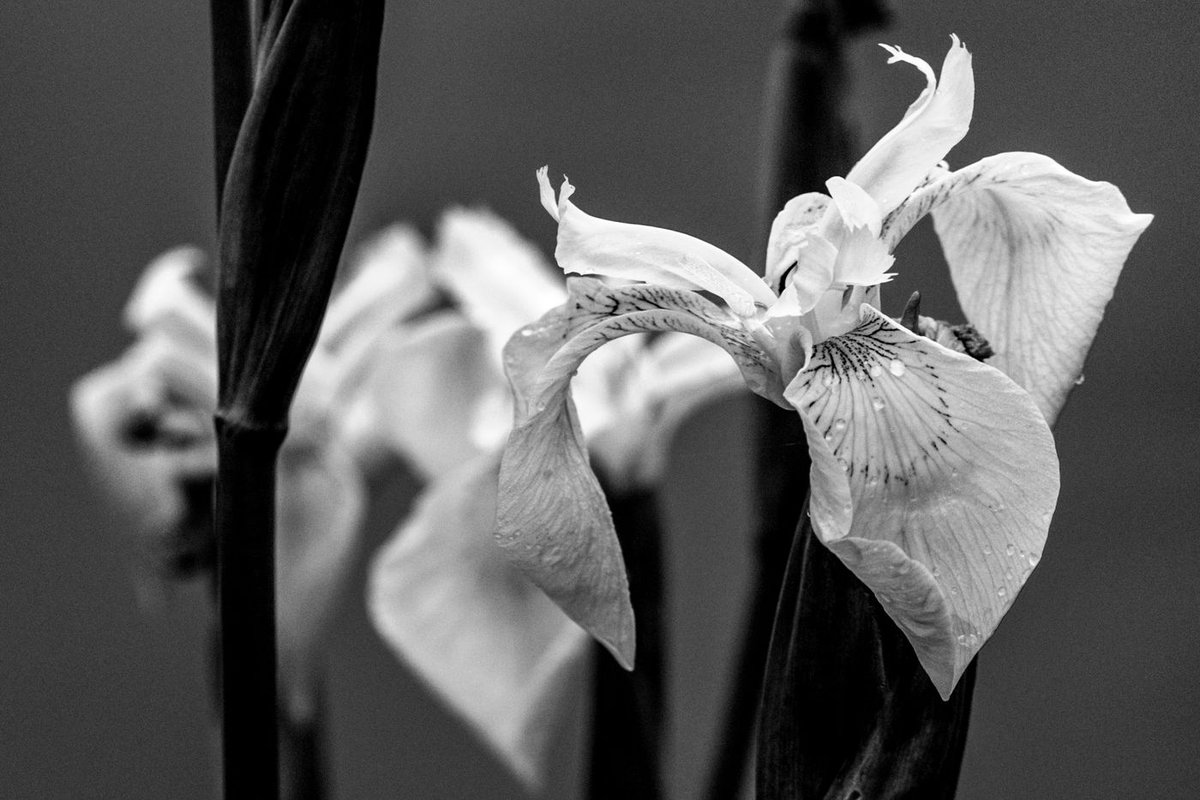 Regis CHUPIN (@chupinregis) on Twitter photo 