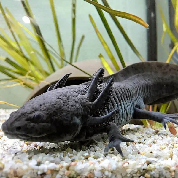 @Axolotl2013 @28duQYoo3XV6W1D ウーパールーパー（闇属性） 