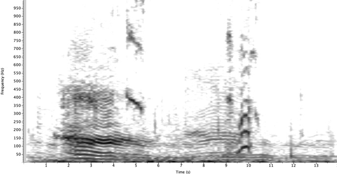 elephantvoices's tweet image. This cacophony of Rumbles and Social-Trumpets and Nasal-Trumpets is a short segment of a very long recording of a Bonding-Ceremony that occurred immediately following the birth of Ella&apos;s 1999 calf. #TheElephantEthogram 
You can listen to it here: soundcloud.com/elephantvoices…