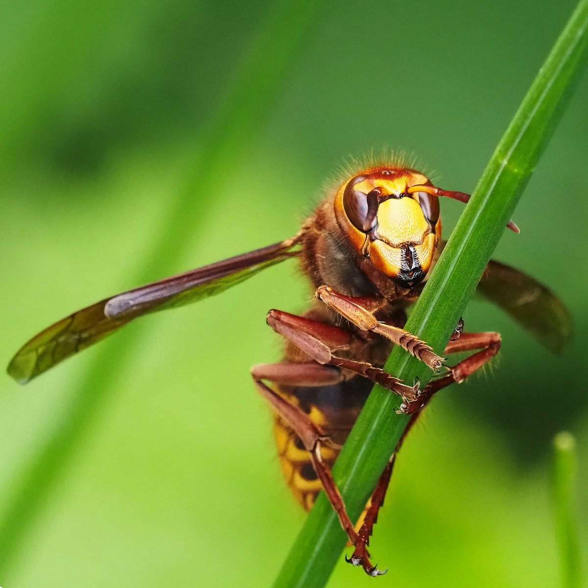 MendipBlue's tweet photo. An absolutely massive queen hornet which I spotted on Shapwick Heath NNR on the Somerset Levels today @AvalonMarshes @NESouthWest #hornet #queenhornet #avalonmarshes #shapwickheath #shapwick #shapwickheathNNR https://t.co/jiiU1Yjs9s