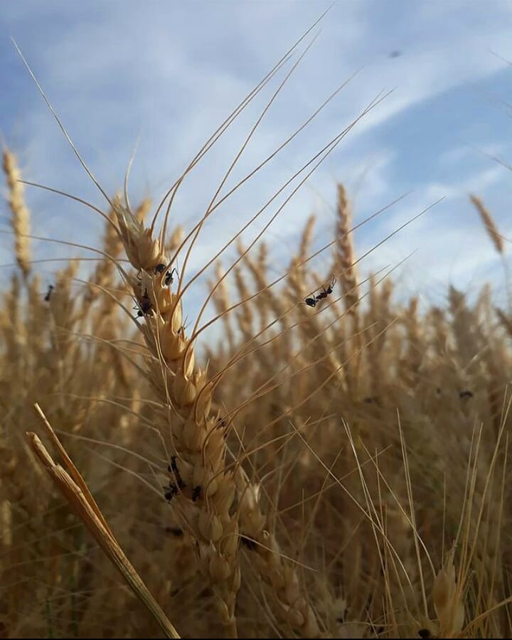 BekirhanBeldesi's tweet photo. Herkes Rızkını Alır 🐜
Allah Bol Bereketli Bir Hasat Olmasını Nasip Eylesin.🌾🌾
#bekirhankaniyahene
#bekirhanbeldesi 😍 https://t.co/HeNvzi6S2D