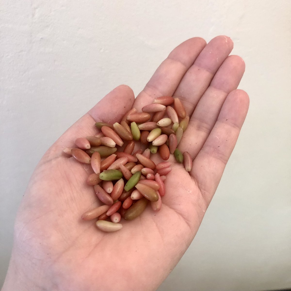 AVivarium's tweet photo. Lots of leaf jelly beans left over after repotting! Get some for your garden!

https://t.co/bCkkl0GQvv

https://t.co/mNDTZchSeT

#succulents #succulentsforsale #succulentsinlondon #succulentsoflondon #sedumrubrotinctum #sedumrubrotinctumaurora https://t.co/rW4SH25GB2