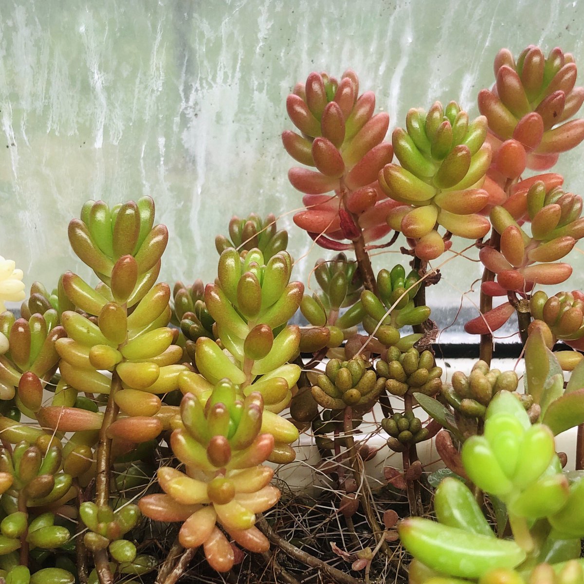 AVivarium's tweet photo. Lots of leaf jelly beans left over after repotting! Get some for your garden!

https://t.co/bCkkl0GQvv

https://t.co/mNDTZchSeT

#succulents #succulentsforsale #succulentsinlondon #succulentsoflondon #sedumrubrotinctum #sedumrubrotinctumaurora https://t.co/rW4SH25GB2