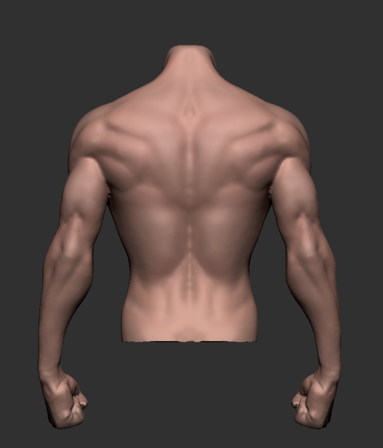 Vequasta on X: torso update I kinda like the back , not really happy with  the bizeps and forearm. #anatomy #zbrush #feedback #sculpt #wip #digitalart  #3dartwork #3dart  / X