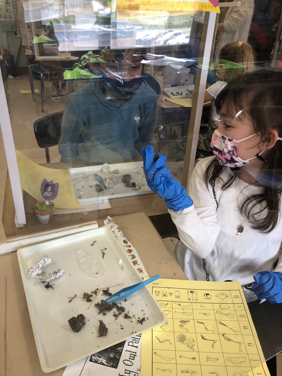 Dissecting owl pellets.