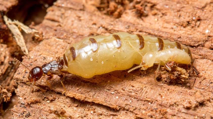 tpcfumigation's tweet image. If you've never seen makechulu (queen termite), that's how it looks like. She is the one who keeps the chulu (anthill). Once you exterminate this one, then you've killed the source of termites around your home
#WeFumigate #WeExterminate #WeControl