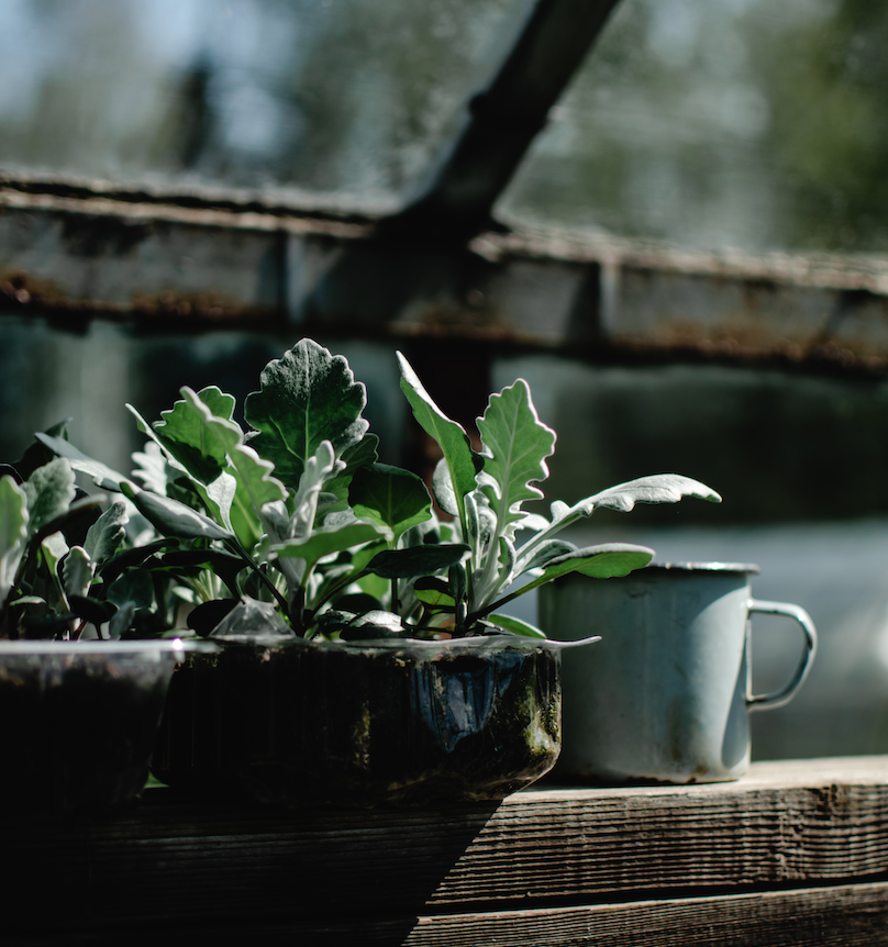 Hello to this week’s plant-protecting tips…
🌱 Not ready to go full veggie? Try a meat-free diet for 2 days of the week - did you know it takes 100,000 litres of water to produce 1 kilogram of beef?? 
🌱Go paper free with your online banking
🌱Create a beautiful rooftop garden?