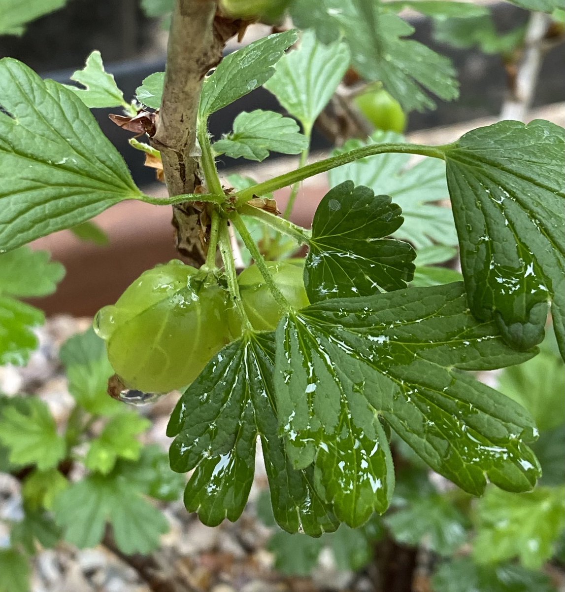 Firsts goosgogs have appeared! So excited for gooseberry fool -delicious #growwithgyo