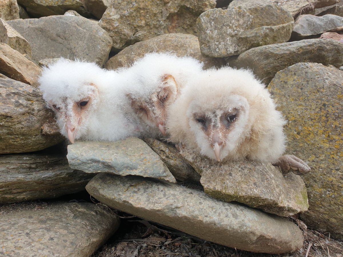 Dins el projecte de conservació de l'òliba, un dels treballs més agraïts i importants és el matcatge dels polls. 
La diferencia de tonalitat entre germans em te ben encuriosit...
Seràn femelles? Creuament amb la sub espècies Guttata?